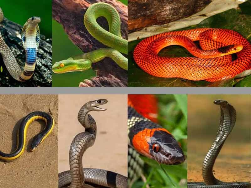 Swapna Shastra Mahiti in Marathi